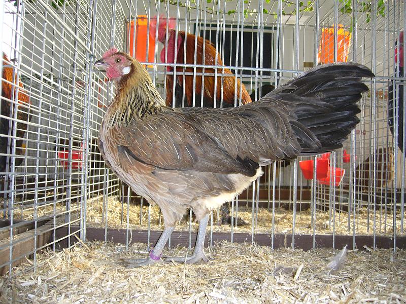 Delbrueck 2008 029.jpg - Phönix goldhalsig von Nicole Henkemeier Preis HV 96 LVEJ